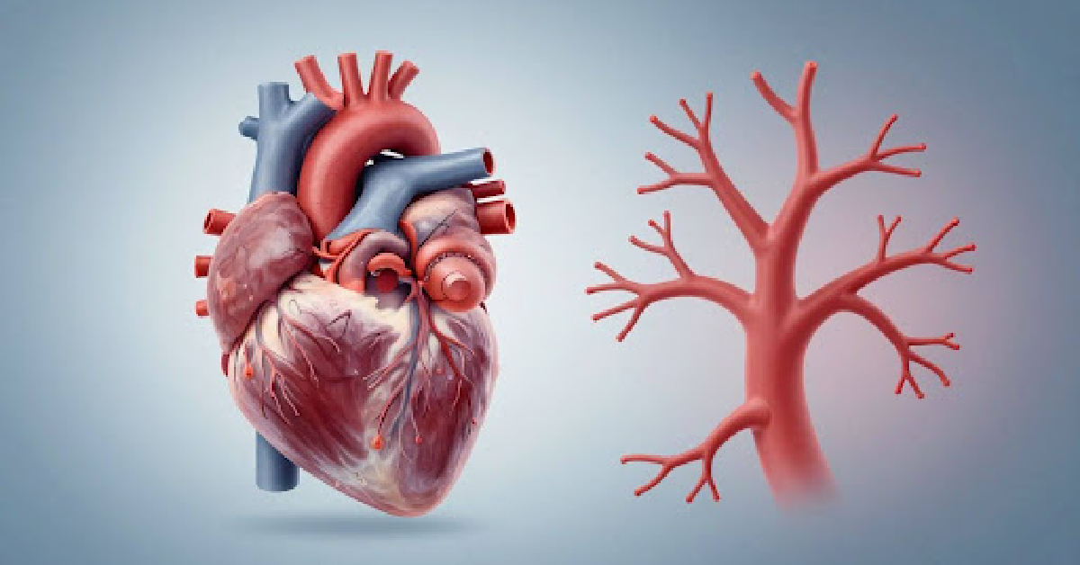 normal cholesterol levels nz
